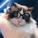 Pet Cat Fashion Heart Glasses Dog Beach Seaside Photo Sunglasses_viptrois.com