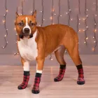Dog Socks_viptrois