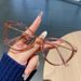 New Fashion Color-Changing Anti-Blue Light Sunglasses Cat Eye No-Makeup Slimming Metal Frame_viptrois.com
