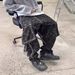 Men's Clothing Black Leopard Print Stitching Machine Exposed Seam Crotch Washed Men's Casual Pants Street Skateboard Hip Hop Tapered Jeans Heavy Trend_viptrois.com