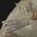 Unisex Bridal lace wedding gloves Milky white short bag five fingers short bow pearl everyday photo_viptrois.com