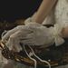 Unisex Bridal lace wedding gloves Milky white short bag five fingers short bow pearl everyday photo_viptrois.com