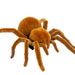 Children's Trick Toy Simulation Electric Little Spider Baby To Tease Learning To Crawl Insects Boy Gift Funny Gadgets_viptrois.com