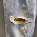 Men's Summer Denim Shorts 5-Inch Inseam Casual Comfort Fit Lightweight Cotton Embroidery Design Mid Waist Straight Leg_viptrois.com