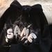 Devil Trend Print Hooded Sweatshirt – Unisex Couple Pullover With Horns (Black, White, Dark Gray, S-XXXL)_viptrois.com