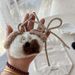 Bag Charms Colorful Plush Spotted Dog Rope Bow Pendant Cute Lanyard Keychain Versatile Bag Pendant_viptrois.com