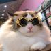 Pet Cat Fashion Heart Glasses Dog Beach Seaside Photo Sunglasses_viptrois.com