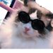 Pet Cat Fashion Heart Glasses Dog Beach Seaside Photo Sunglasses_viptrois.com