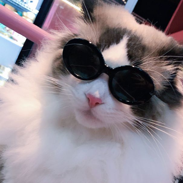 Pet Cat Fashion Heart Glasses Dog Beach Seaside Photo Sunglasses_viptrois.com