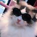 Pet Cat Fashion Heart Glasses Dog Beach Seaside Photo Sunglasses_viptrois.com