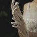 Unisex Short plain pearl gloves package five finger bride milky white wedding dress etiquette lace studio photo_viptrois.com
