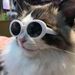Pet Cat Fashion Heart Glasses Dog Beach Seaside Photo Sunglasses_viptrois.com